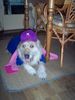 Berger Picard Foto: unseren Bobbie zehn jahre (ID 21612) Berger Picard Hund