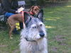 Berger Picard Foto: das is unser lando ein 8 jähriger picard (ID 37520) Berger Picard Hund