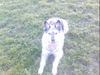 Berger Picard Foto: das is unser lando ein 8 jähriger picard (ID 37519) Berger Picard Hund