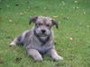 Berger Picard Foto: Alan de la Mare aux Chouans (ID 26686) Berger Picard Hund