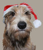 Berger Picard Foto: Cheyenne (ID 40461) Berger Picard Hund