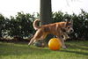Berger Picard Foto: Cheyenne -Treibball (ID 40458) Berger Picard Hund