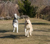 Berger Picard Foto: Wettrennen Amelie gegen Neila (ID 41842) Berger Picard Hund