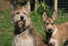 Berger Picard Foto: Ugini & Coucou de la Vallée du Menhir (ID 40022) Berger Picard Hund