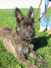 Berger Picard Foto: Paul (Belmondo) (ID 35600) Berger Picard Hund