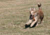 Berger Picard Foto: Ugini auf der Frisbee-Jagd (ID 37200) Berger Picard Hund
