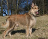 Berger Picard Foto: Ursaf de Lann Guic (ID 37201) Berger Picard Hund