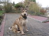 Berger Picard Foto: Chamudi Sitz und guck ! (ID 41002) Berger Picard Hund