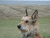 Berger Picard Foto: Ursaf - wohnt nun bei Petra Winter (ID 30114) Berger Picard Hund