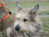 Berger Picard Foto: Ursaf und Ugini (ID 30112) Berger Picard Hund