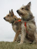 Berger Picard Foto: Ursaf und Ugini (ID 30111) Berger Picard Hund