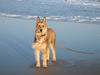 Berger Picard Foto: Ursaf an d. winterlichen Nordsee (ID 30113) Berger Picard Hund