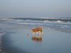 Berger Picard Foto: Ugini Februar 06 am Nordseestrand (ID 30116) Berger Picard Hund