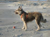 Berger Picard Foto: Ugini Februar 06 am Nordseestrand (ID 30115) Berger Picard Hund