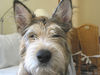 Berger Picard Foto: Dieser Blick ....! (ID 41941) Berger Picard Hund