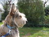 Berger Picard Foto: Kommt Zeit, kommt Bart ! (ID 41942) Berger Picard Hund