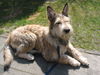 Berger Picard Foto: Sonnig ! (ID 41943) Berger Picard Hund
