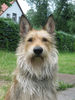 Berger Picard Foto (ID 34403) Berger Picard Hund