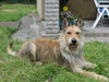 Berger Picard Foto: Ursaf de Lann Guic (ID 34404) Berger Picard Hund