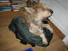 Berger Picard Foto: Wenn Frauchen verreist, nicht ohne Picard (ID 36495) Berger Picard Hund