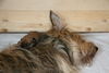 Berger Picard Foto: ein kleiner Picard auf Mama Ugini (ID 38811) Berger Picard Hund
