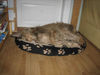 Berger Picard Foto: passt ein großer Gustav auch in ein kleines Körbchen? JA (ID 36494) Berger Picard Hund
