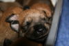 Berger Picard Foto: eines von unseren kleinen Picard- (ID 38814) Berger Picard Hund