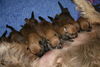 Berger Picard Foto: unsere kleinen Welpi´s an der picardischden Milchbar (ID 38813) Berger Picard Hund