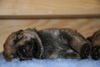 Berger Picard Foto: ein kleiner Picard aus dem Wurf Ugini & Ursaf (ID 38812) Berger Picard Hund