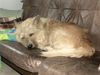 Berger Picard Foto: ich bin am träumen (ID 12777) Berger Picard Hund