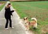 Berger Picard Foto: Mit Judith macht das Lernen Spaß. Hier sind wir im Feld-da kann ich immer so toll rumtoben. (ID 12625) Berger Picard Hund