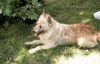Berger Picard Foto: Nach dem Toben, eine Ruhepause im Schatten ! (ID 13011) Berger Picard Hund