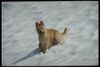 Berger Picard Foto: Scotty (ID 1706) Berger Picard Hund