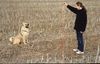 Berger Picard Foto: Mit Judith macht das Lernen Spaß (ID 12594) Berger Picard Hund