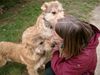 Berger Picard Foto: Junge Picards sind toll !! (ID 19260) Berger Picard Hund