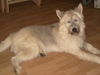 Berger Picard Foto: Benny (unser Schatz aus dem Tierheim, geschätzt auf 6 Jahre) Picard-Husky Mix mit strahlend blauen Augen (ID 25369) Berger Picard Hund
