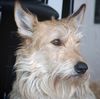 Berger Picard Foto: Quistbeeckés Barrfind Louise (ID 18944) Berger Picard Hund