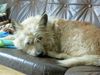 Berger Picard Foto: Nach dem Fressen ein guter Mittagsschlaf (ID 12793) Berger Picard Hund