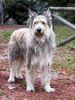 Berger Picard Foto: Nilo du Clos de la Lune Rousse (ID 1500) Berger Picard Hund