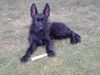 Berger Picard Foto: Nizia de la Vallee du Mouton mit 3 Monaten (ID 4820) Berger Picard Hund