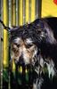 Berger Picard Foto: Orcan de la mare aux chouans (ID 12801) Berger Picard Hund