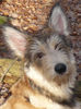 Berger Picard Foto: Caillou im niedersächsischen Wald (ID 40920) Berger Picard Hund