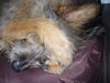 Berger Picard Foto: lasst mich doch alle in ruh...jack (ID 40077) Berger Picard Hund