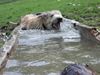 Berger Picard Foto: Anou - Schwester von Morty (ID 12817) Berger Picard Hund