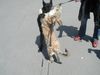 Berger Picard Foto: Anou & Morty - Wiedersehen nach einigen Monaten (ID 12820) Berger Picard Hund
