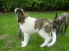 Berger Picard Foto: Unique und Raya (ID 24818) Berger Picard Hund