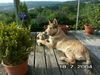 Berger Picard Hund