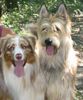 Berger Picard Foto: Pyrame und Maby (ID 13305) Berger Picard Hund