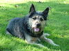 Berger Picard Foto: Rambo (ID 28360) Berger Picard Hund