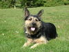 Berger Picard Foto: Rambo (ID 28361) Berger Picard Hund